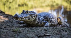 Exploring the unique ecosystems of the Pantanal