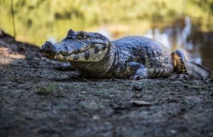 Exploring the unique ecosystems of the Pantanal