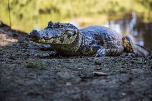 Exploring the unique ecosystems of the Pantanal