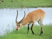 African Adventures: From Desert Dunes to Lush Rainforests African Adventures: From Desert Dunes to Lush Rainforests