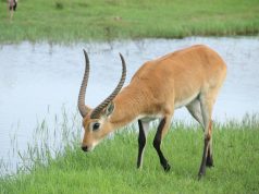 African Adventures: From Desert Dunes to Lush Rainforests African Adventures: From Desert Dunes to Lush Rainforests