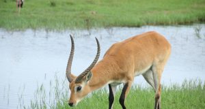 African Adventures: From Desert Dunes to Lush Rainforests African Adventures: From Desert Dunes to Lush Rainforests