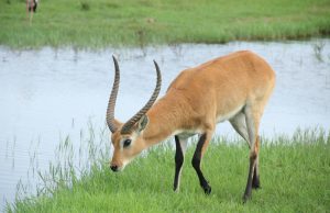 African Adventures: From Desert Dunes to Lush Rainforests African Adventures: From Desert Dunes to Lush Rainforests