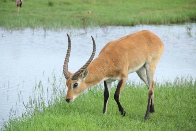African Adventures: From Desert Dunes to Lush Rainforests