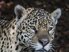 How to Plan a Multi-Country Tour in South America How to Plan a Multi-Country Tour in South America