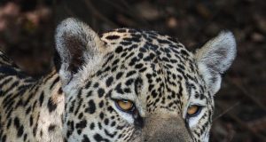 How to Plan a Multi-Country Tour in South America How to Plan a Multi-Country Tour in South America