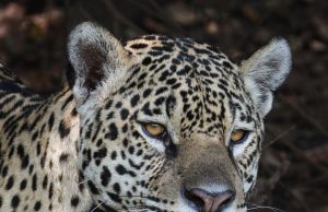 How to Plan a Multi-Country Tour in South America How to Plan a Multi-Country Tour in South America