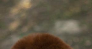 Discovering the Unique Wildlife of Madagascar Discovering the Unique Wildlife of Madagascar