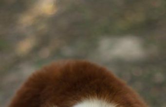 Discovering the Unique Wildlife of Madagascar Discovering the Unique Wildlife of Madagascar