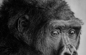 Gorilla Trekking Adventures in Rwanda and Uganda Gorilla Trekking Adventures in Rwanda and Uganda