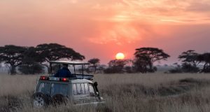 How Fair Is Profit Distribution in Africa’s Safari Industry How Fair Is Profit Distribution in Africa’s Safari Industry