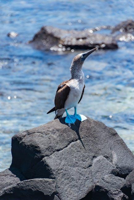 Preserving ‌Paradise Balancing Tourism with Marine Conservation