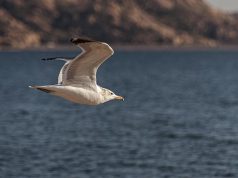 Should Travelers Avoid Animal Attractions in Europe Should Travelers Avoid Animal Attractions in Europe