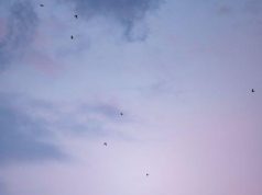 Conservation efforts in Africa’s national parks Conservation efforts in Africa’s national parks