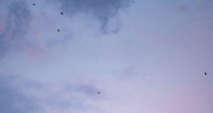 Conservation efforts in Africa’s national parks Conservation efforts in Africa’s national parks