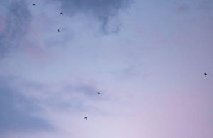 Conservation efforts in Africa’s national parks Conservation efforts in Africa’s national parks