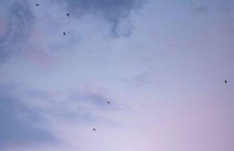 Conservation efforts in Africa’s national parks Conservation efforts in Africa’s national parks