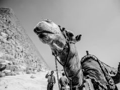 Should Tourists Boycott Activities That Exploit Animals Should Tourists Boycott Activities That Exploit Animals