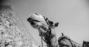 Should Tourists Boycott Activities That Exploit Animals Should Tourists Boycott Activities That Exploit Animals