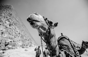 Should Tourists Boycott Activities That Exploit Animals Should Tourists Boycott Activities That Exploit Animals