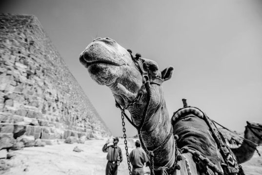 Should Tourists Boycott Activities That Exploit Animals Should Tourists Boycott Activities That Exploit Animals