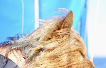 Whale watching tours in South Africa Whale watching tours in South Africa