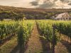 Top-rated vineyards for wine tasting in Europe