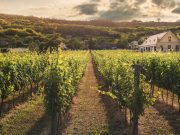 Top-rated vineyards for wine tasting in Europe