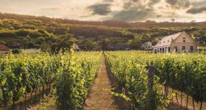 Top-rated vineyards for wine tasting in Europe