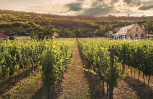 Top-rated vineyards for wine tasting in Europe