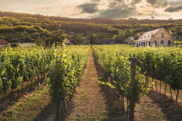 Top-rated vineyards for wine tasting in Europe