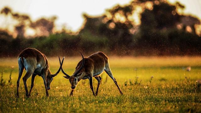 Balancing Adventure and Preservation Exploring ‍the Role​ of Safari Operators