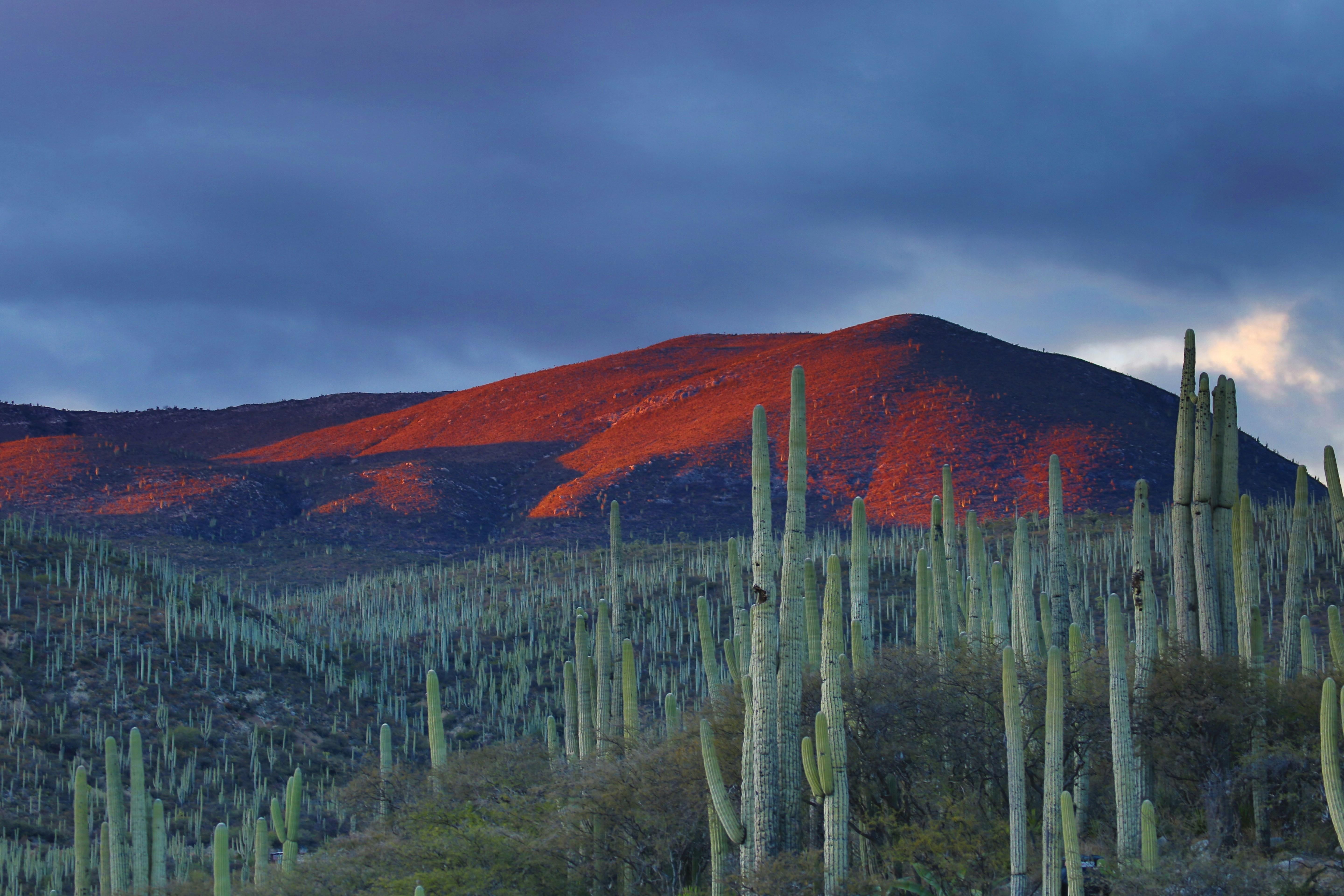 Affordable Culinary ⁢Adventures in Mexico