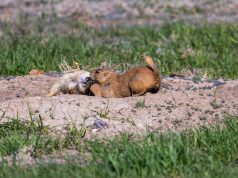 Discovering the best wildlife experiences in South America Discovering the best wildlife experiences in South America