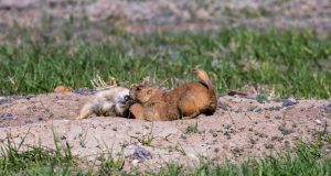 Discovering the best wildlife experiences in South America Discovering the best wildlife experiences in South America