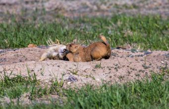 Discovering the best wildlife experiences in South America Discovering the best wildlife experiences in South America
