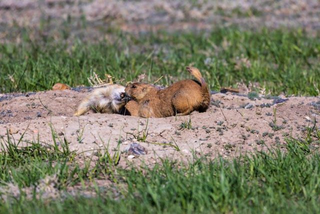 Discovering the best wildlife experiences in South America