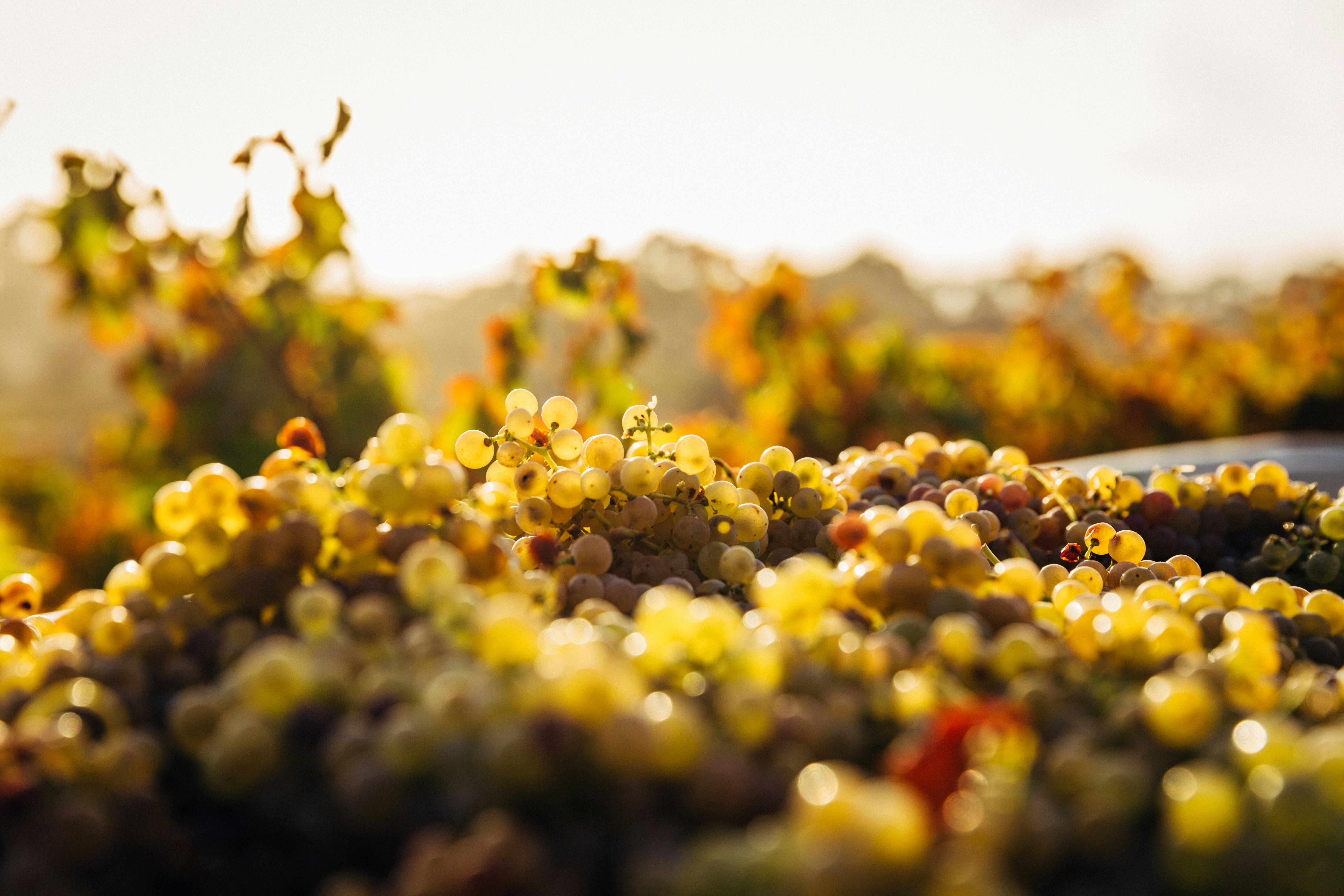 Tasting ⁢Trails: Curated‍ Routes ​for the ⁤Ultimate Wine Experience
