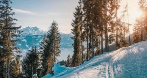 Should Ski Resorts Be Held Accountable for Environmental Damage Should Ski Resorts Be Held Accountable for Environmental Damage