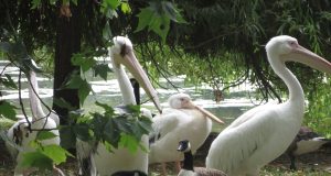 Packing essentials for a summer trip to Europe Packing essentials for a summer trip to Europe