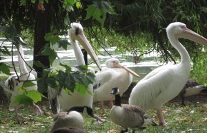 Packing essentials for a summer trip to Europe Packing essentials for a summer trip to Europe