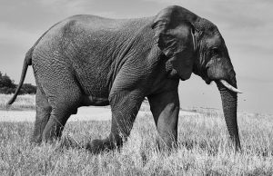 A Beginner’s Guide to African Safari Photography