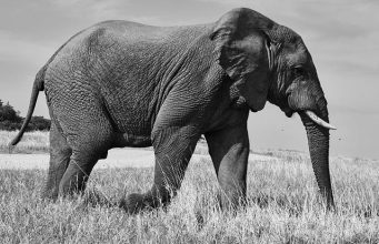 A Beginner’s Guide to African Safari Photography A Beginner’s Guide to African Safari Photography