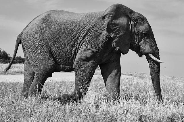 A Beginner’s Guide to African Safari Photography