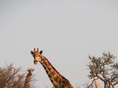 The Role of Tourism in Africa’s Economic Dependency The Role of Tourism in Africa’s Economic Dependency