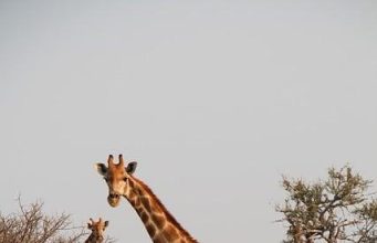 The Role of Tourism in Africa’s Economic Dependency The Role of Tourism in Africa’s Economic Dependency