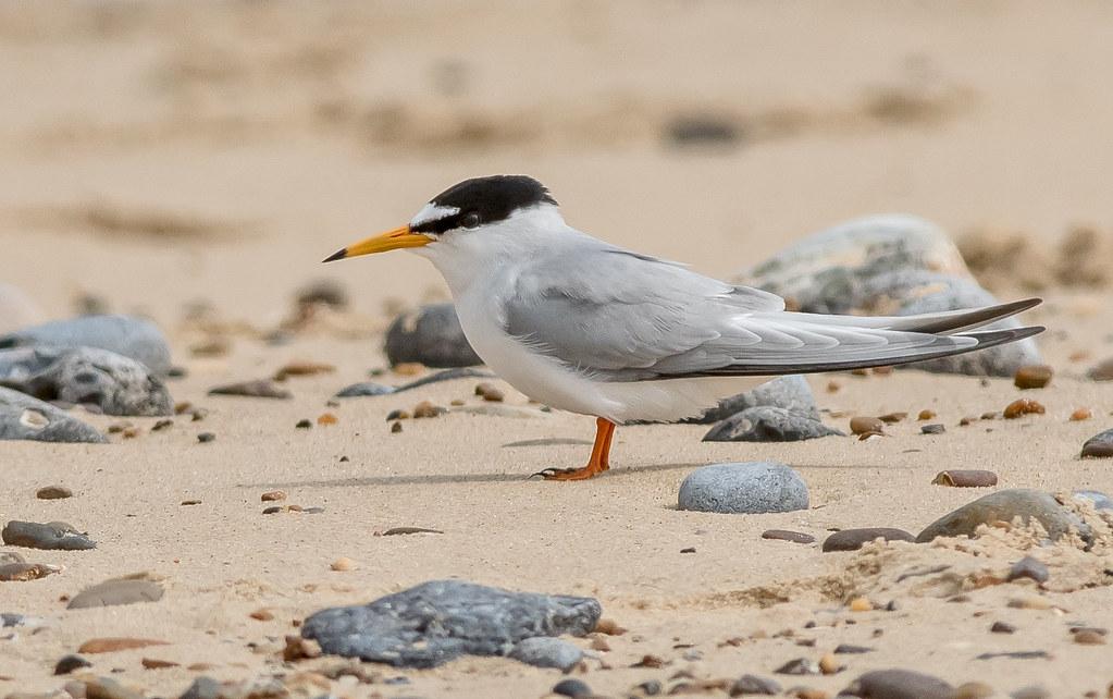 Exploring the Avian Diversity of Africas Wetlands