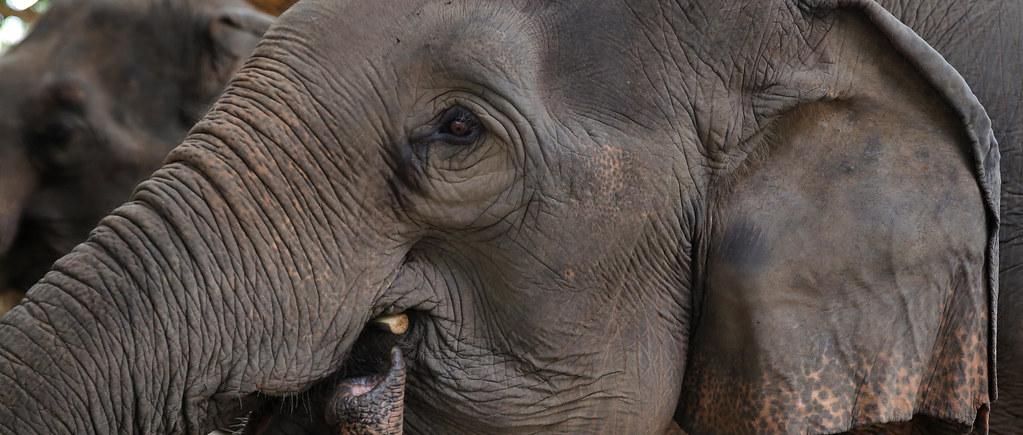 Exploring Ethical ‍Tourism: Understanding the Role⁢ of Zoos and Sanctuaries in Africa