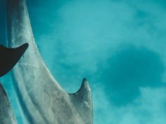 Diving in Africa’s Crystal-Clear Waters: Top Spots Diving in Africa’s Crystal-Clear Waters: Top Spots