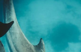 Diving in Africa’s Crystal-Clear Waters: Top Spots Diving in Africa’s Crystal-Clear Waters: Top Spots